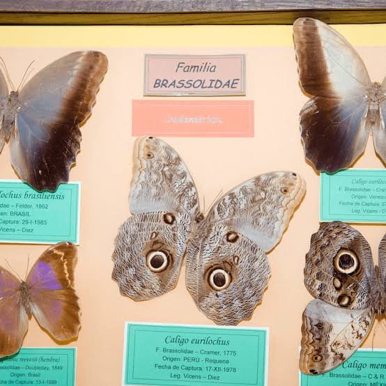 Detalle de las mariposas de la familia Brassolidae en la colección del museo